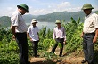 Lai Châu: Chuẩn bị các điều kiện đảm bảo kế hoạch trồng cây cao su năm 2014
